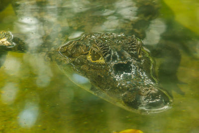 Crocodile is in the water is the rank of reptiles 