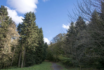 Low angle view of trees in forest against sky