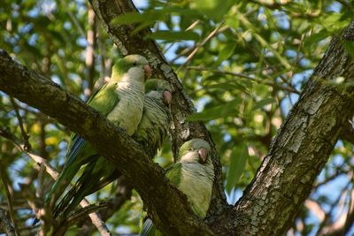 Low angle view of birds perching on tree