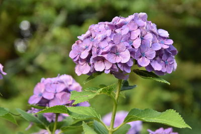 Close-up of purple hydrangea flowers