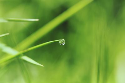 Close-up of raindrops on grass