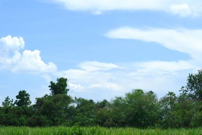 Trees on field against sky