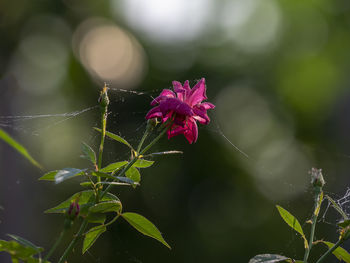 Close-up of spider web on rose plant