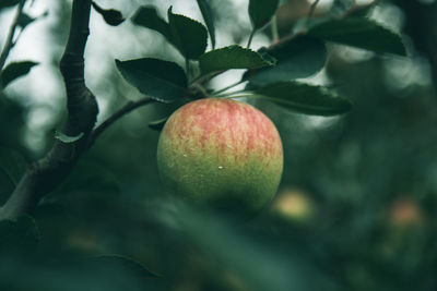 Close-up of apple growing on tree