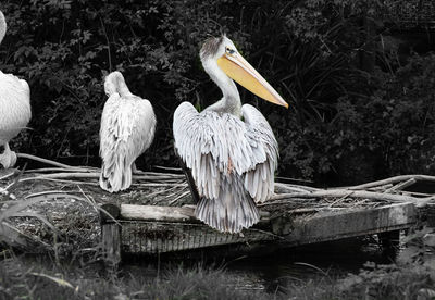 View of birds perching on lake
