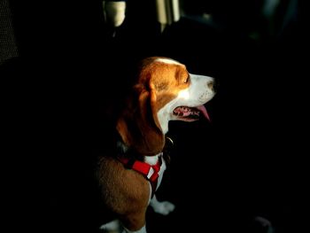 Close-up of dog yawning