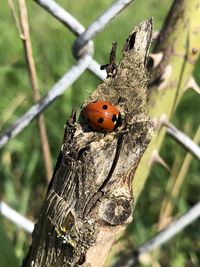 Close-up of ladybug on tree