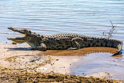 View of a reptile in a lake