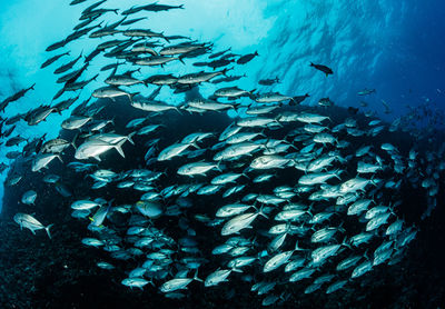 Fish swimming in sea