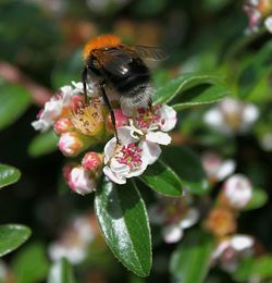 Close-up of bee on flower