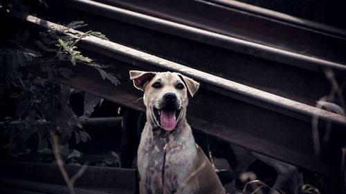 Portrait of dog