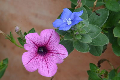 Close-up of purple flowering plant