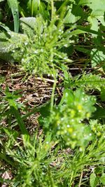 High angle view of plants growing on land