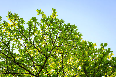 Low angle view of tree against sky