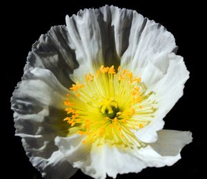 Close-up of yellow flower against black background