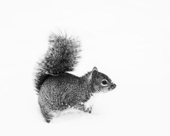 Close-up of squirrel over white background