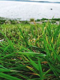 Close-up of grass growing on land