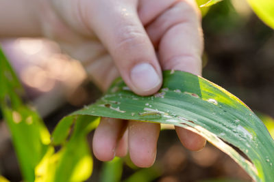 Close-up of hand holding leaves