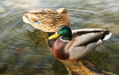 High angle view of mallard ducks on root in lake at plitvice lakes national park