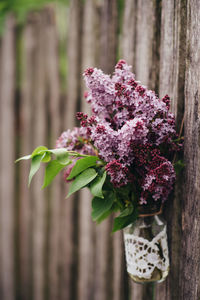 Close-up of flowers