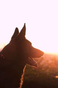 Close-up of dog against sky during sunset