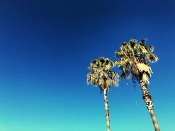 Two palm trees against beautiful clear blue sky