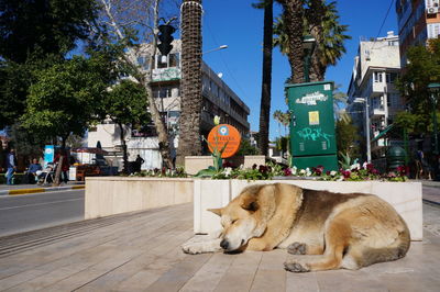 Dog by trees against sky in city