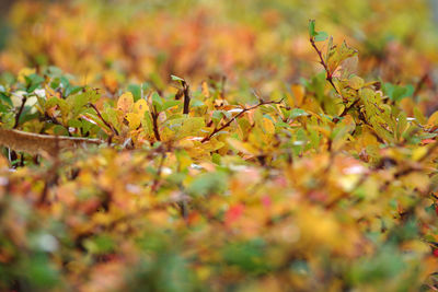 Close-up of plants during autumn