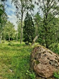 Scenic view of trees on field against sky