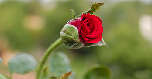 Close-up of rose bud