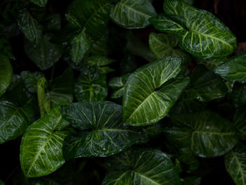 Full frame shot of fresh green leaves