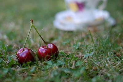 Close-up of apples on field