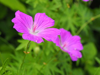 Close-up of pink flowers