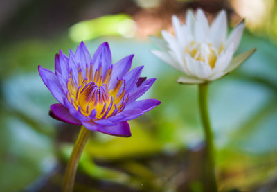 Close-up of purple water lily