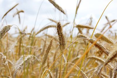 Close-up of wheat growing on field