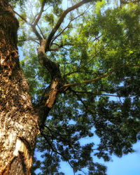 Low angle view of tree