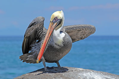 Close-up of pelican on rock by sea against sky