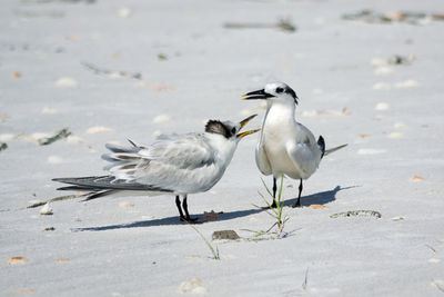 Close-up of birds on beach