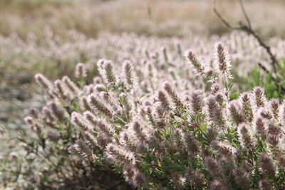 Close-up of purple flowering plant on field