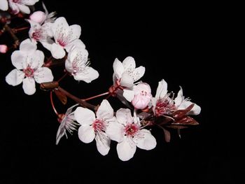 Close-up of white cherry blossoms against black background