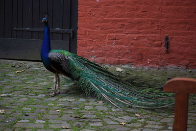 Close-up of peacock on brick wall