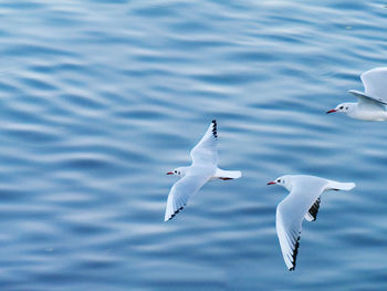Seagulls flying in the sea