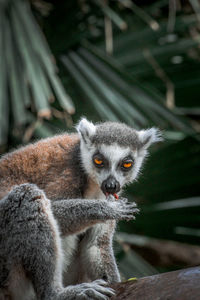 Close-up of an animal