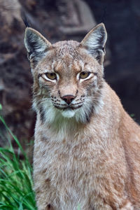 Close-up portrait of lion