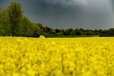 Scenic view of oilseed rape field against sky