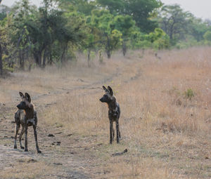 Two horses standing on field