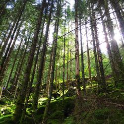 Low angle view of trees