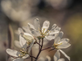 Close-up of white cherry blossom