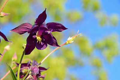 Close-up of purple flowers blooming