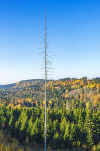 Plants growing on land against clear blue sky